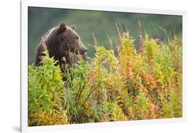 Brown Bear, Katmai National Park, Alaska-Paul Souders-Framed Photographic Print