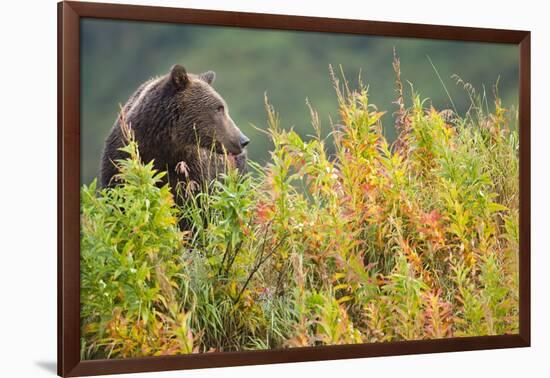 Brown Bear, Katmai National Park, Alaska-Paul Souders-Framed Photographic Print