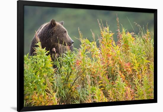 Brown Bear, Katmai National Park, Alaska-Paul Souders-Framed Photographic Print