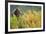 Brown Bear, Katmai National Park, Alaska-Paul Souders-Framed Photographic Print