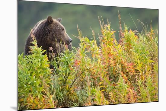 Brown Bear, Katmai National Park, Alaska-Paul Souders-Mounted Photographic Print