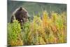 Brown Bear, Katmai National Park, Alaska-Paul Souders-Mounted Photographic Print