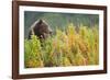 Brown Bear, Katmai National Park, Alaska-Paul Souders-Framed Photographic Print