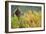 Brown Bear, Katmai National Park, Alaska-Paul Souders-Framed Photographic Print