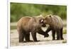 Brown Bear, Katmai National Park, Alaska-Paul Souders-Framed Photographic Print