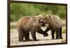 Brown Bear, Katmai National Park, Alaska-Paul Souders-Framed Photographic Print