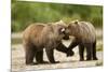 Brown Bear, Katmai National Park, Alaska-Paul Souders-Mounted Photographic Print