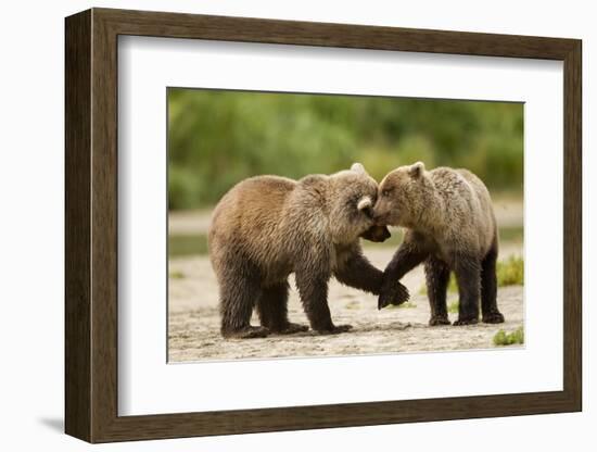 Brown Bear, Katmai National Park, Alaska-Paul Souders-Framed Photographic Print