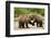 Brown Bear, Katmai National Park, Alaska-Paul Souders-Framed Photographic Print