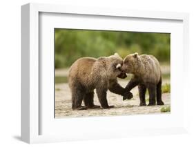 Brown Bear, Katmai National Park, Alaska-Paul Souders-Framed Photographic Print