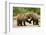 Brown Bear, Katmai National Park, Alaska-Paul Souders-Framed Photographic Print