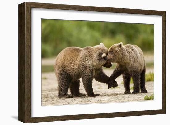 Brown Bear, Katmai National Park, Alaska-Paul Souders-Framed Photographic Print