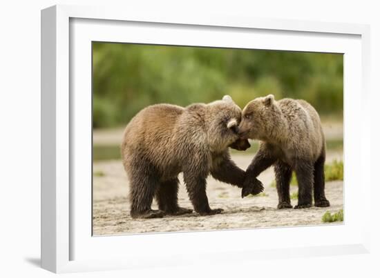 Brown Bear, Katmai National Park, Alaska-Paul Souders-Framed Photographic Print