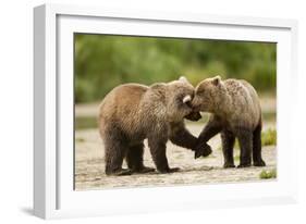 Brown Bear, Katmai National Park, Alaska-Paul Souders-Framed Photographic Print