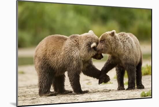 Brown Bear, Katmai National Park, Alaska-Paul Souders-Mounted Photographic Print