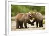 Brown Bear, Katmai National Park, Alaska-Paul Souders-Framed Photographic Print