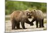 Brown Bear, Katmai National Park, Alaska-Paul Souders-Mounted Photographic Print