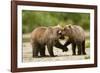 Brown Bear, Katmai National Park, Alaska-Paul Souders-Framed Photographic Print