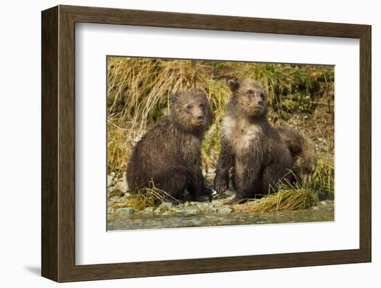 Brown Bear, Katmai National Park, Alaska-Paul Souders-Framed Photographic Print