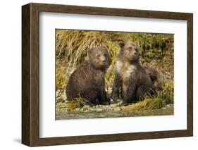 Brown Bear, Katmai National Park, Alaska-Paul Souders-Framed Photographic Print