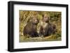 Brown Bear, Katmai National Park, Alaska-Paul Souders-Framed Photographic Print