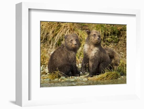 Brown Bear, Katmai National Park, Alaska-Paul Souders-Framed Photographic Print