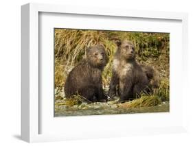 Brown Bear, Katmai National Park, Alaska-Paul Souders-Framed Photographic Print