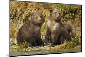 Brown Bear, Katmai National Park, Alaska-Paul Souders-Mounted Photographic Print