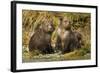 Brown Bear, Katmai National Park, Alaska-Paul Souders-Framed Photographic Print