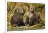 Brown Bear, Katmai National Park, Alaska-Paul Souders-Framed Photographic Print