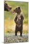 Brown Bear, Katmai National Park, Alaska-Paul Souders-Mounted Photographic Print