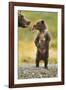 Brown Bear, Katmai National Park, Alaska-Paul Souders-Framed Photographic Print