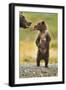 Brown Bear, Katmai National Park, Alaska-Paul Souders-Framed Photographic Print