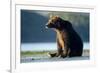 Brown Bear, Katmai National Park, Alaska-Paul Souders-Framed Photographic Print