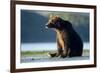 Brown Bear, Katmai National Park, Alaska-Paul Souders-Framed Photographic Print