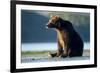 Brown Bear, Katmai National Park, Alaska-Paul Souders-Framed Photographic Print