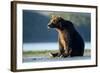 Brown Bear, Katmai National Park, Alaska-Paul Souders-Framed Photographic Print