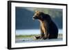 Brown Bear, Katmai National Park, Alaska-Paul Souders-Framed Photographic Print