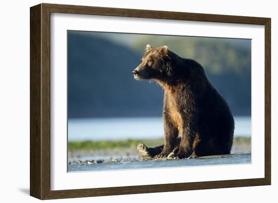 Brown Bear, Katmai National Park, Alaska-Paul Souders-Framed Photographic Print