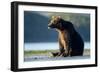 Brown Bear, Katmai National Park, Alaska-Paul Souders-Framed Photographic Print