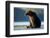 Brown Bear, Katmai National Park, Alaska-Paul Souders-Framed Photographic Print