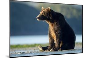 Brown Bear, Katmai National Park, Alaska-Paul Souders-Mounted Photographic Print