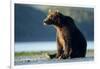 Brown Bear, Katmai National Park, Alaska-Paul Souders-Framed Photographic Print