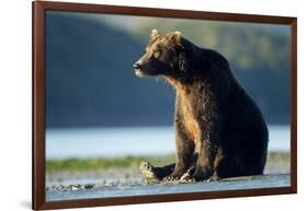 Brown Bear, Katmai National Park, Alaska-Paul Souders-Framed Photographic Print