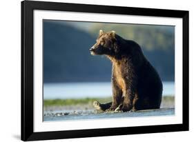 Brown Bear, Katmai National Park, Alaska-Paul Souders-Framed Photographic Print