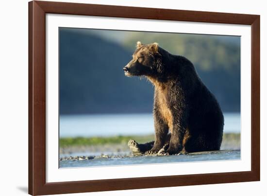 Brown Bear, Katmai National Park, Alaska-Paul Souders-Framed Photographic Print