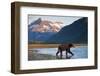 Brown Bear, Katmai National Park, Alaska-Paul Souders-Framed Photographic Print