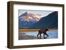 Brown Bear, Katmai National Park, Alaska-Paul Souders-Framed Photographic Print