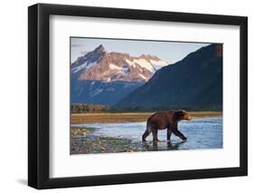 Brown Bear, Katmai National Park, Alaska-Paul Souders-Framed Photographic Print