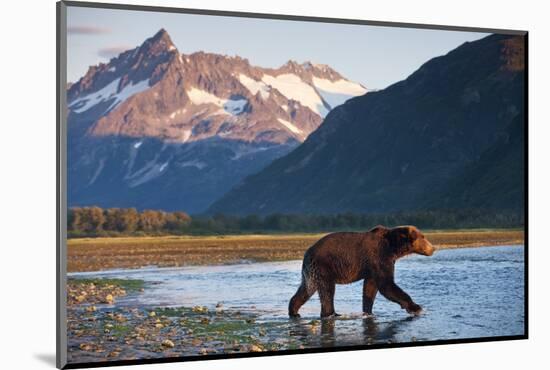 Brown Bear, Katmai National Park, Alaska-Paul Souders-Mounted Photographic Print